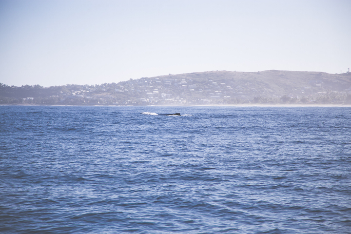 sortie-mer-baleines-dauphins-reunion-9564