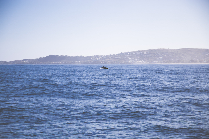 sortie-mer-baleines-dauphins-reunion-9574