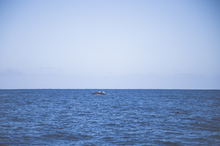 sortie-mer-baleines-dauphins-reunion-9636