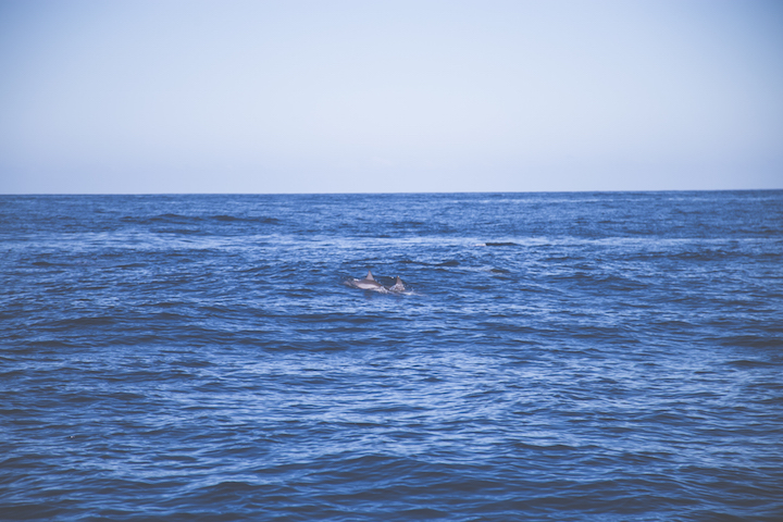 sortie-mer-baleines-dauphins-reunion-9695