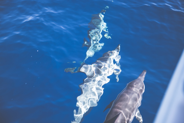 sortie-mer-baleines-dauphins-reunion-9728