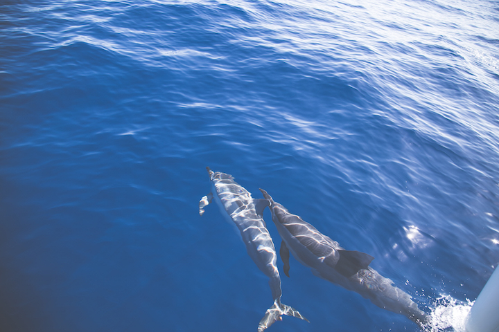 sortie-mer-baleines-dauphins-reunion-9738