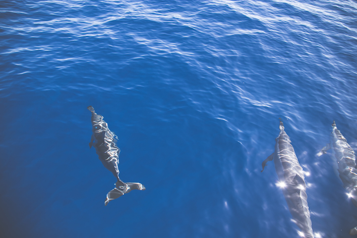 sortie-mer-baleines-dauphins-reunion-9744