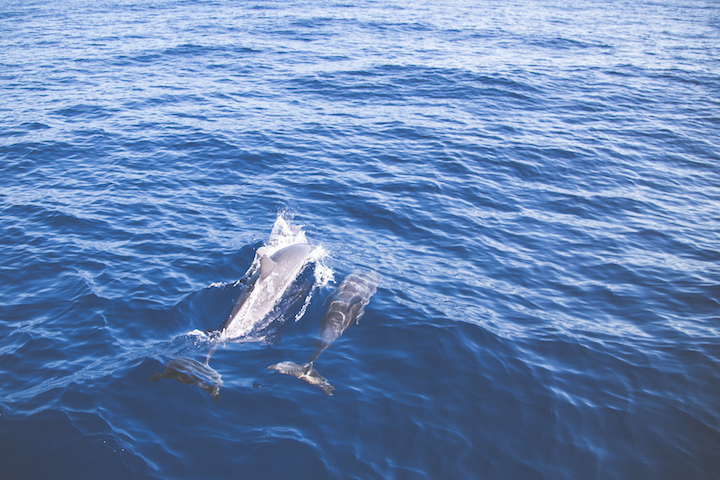 sortie-mer-baleines-dauphins-reunion-9752