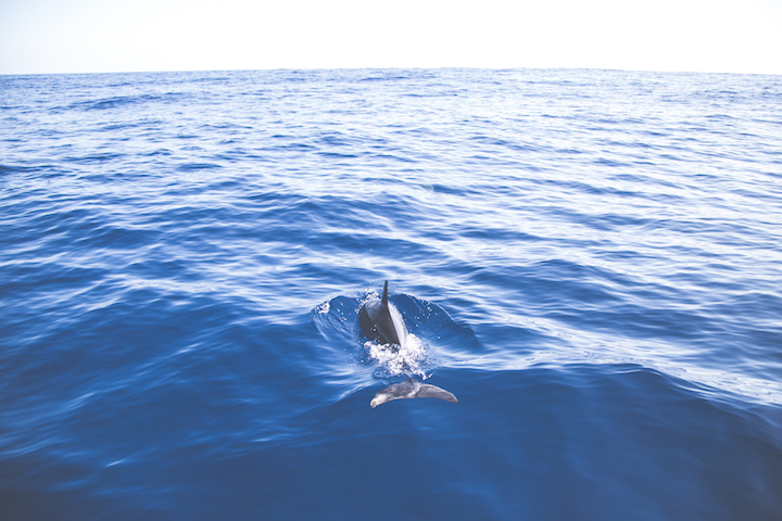 sortie-mer-baleines-dauphins-reunion-9779